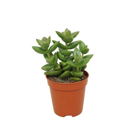 Crassula Perforata Dark Green