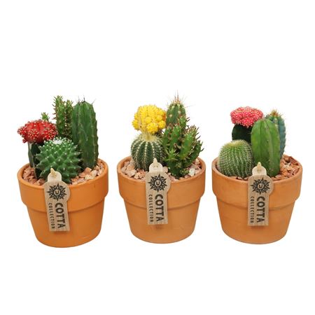 Cactus-gymno Arrangement'terracotta