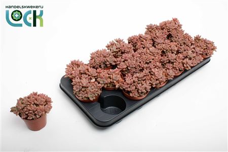 Sedum Bordeauxhart
