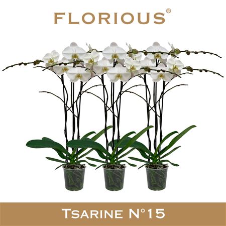 Phal 3st White (florious)