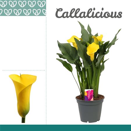 Zantedeschia Yellow Captain Solo 5+