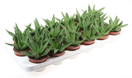 Aloe Perfoliata