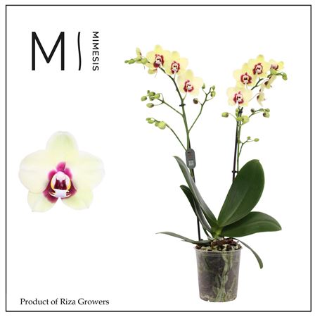 Phal 2st Deep Secret 22+ Mimesis
