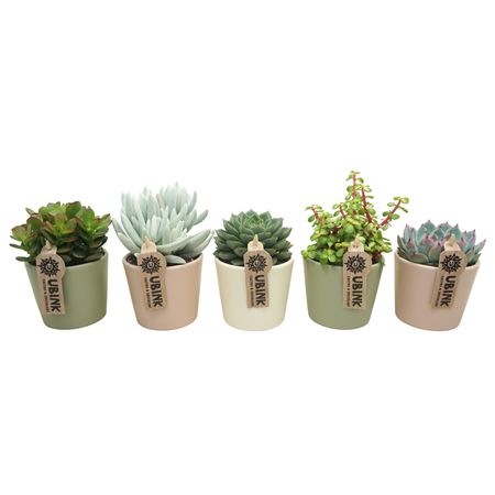 Succulent Mix In Pastel Terracotta