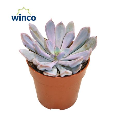 Graptoveria Lilac Spoons