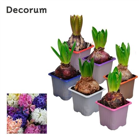 Hyacinthus Mix 1pp (decorum)
