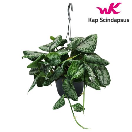 Scindapsus Trebie Hang Teruggeknipt