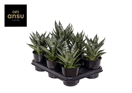 Sansevieria Star Ming Green Marble