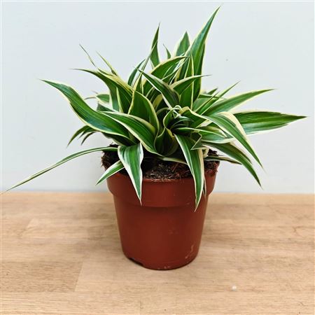 Chlorophytum Irish