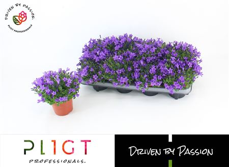Campanula Blue