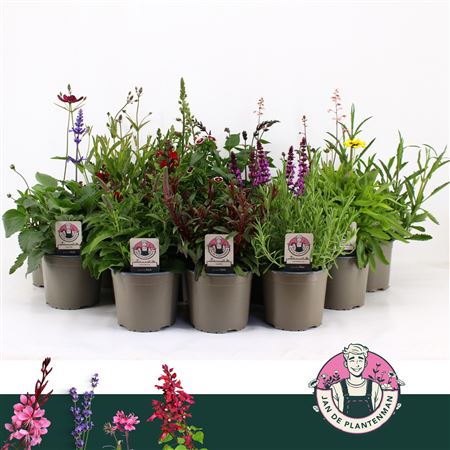 Plant Mix Outdoor