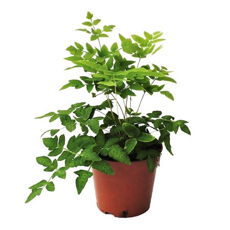 Осмунда Регалис (зимостойкий)