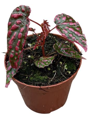 Begonia Pink Lady