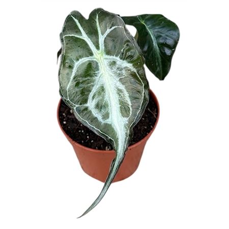 Alocasia Venom