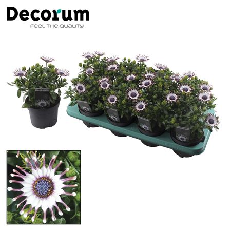 Osteospermum Philip (decorum)
