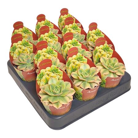 Aeonium Floresens Collection With Potcover