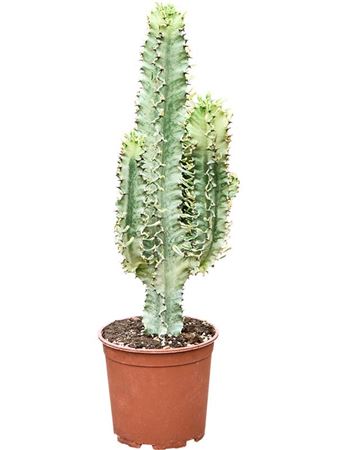Euphorbia Erytrea Variegata