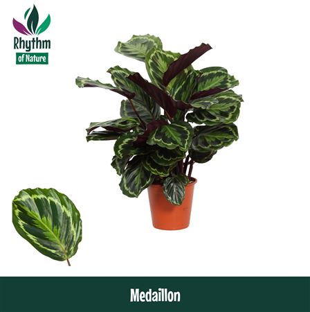 Calathea Medaillon (rhythm Of Nature)
