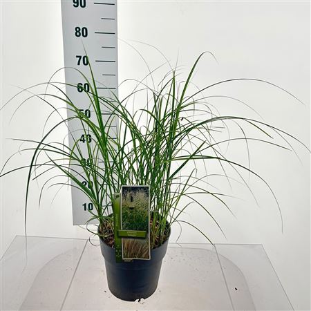 Miscanthus Sin Adagio