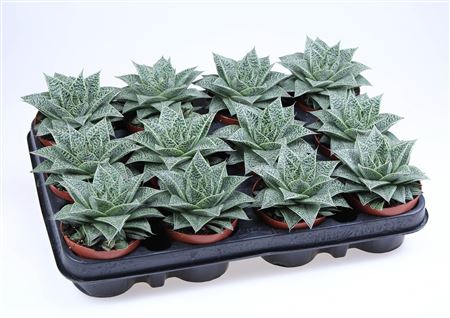 Gasteria D'nella