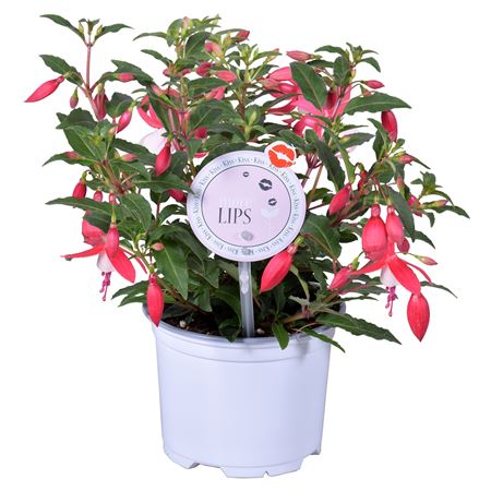 Fuchsia Bella Evita (morelips)