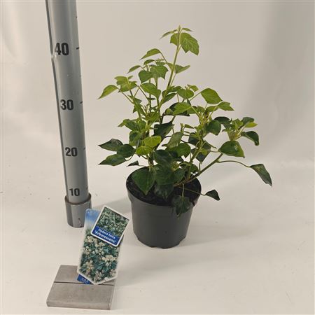 Hedera Helix Arborescens