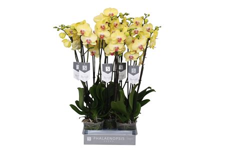 Phal 3st Limelight 18+ (by-5)