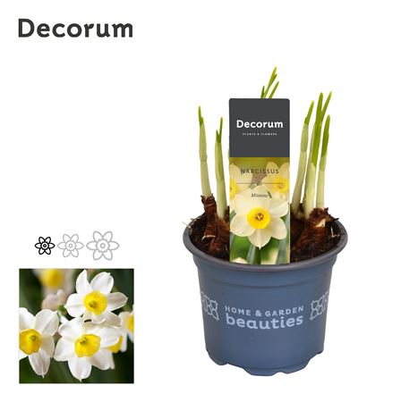 Narcissus Minnow (decorum)