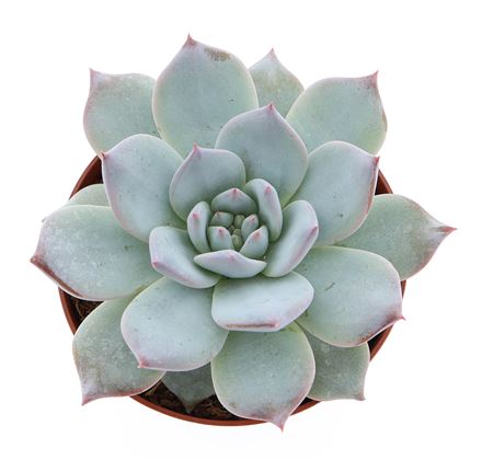 Echeveria Blue Bird