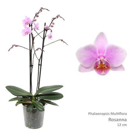 Phal Multi 2st Rosanna 30+ (pannekoek)