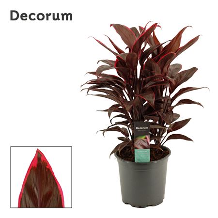 Cordyline Mambo 3pp (decorum)