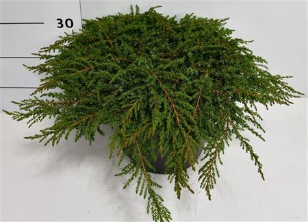Juniperus Communis Green Carpet