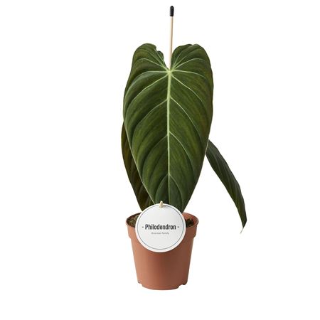 Philodendron Melanochrysum