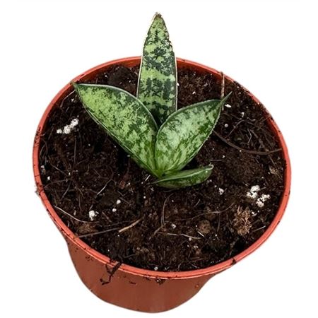 Sansevieria Zebra