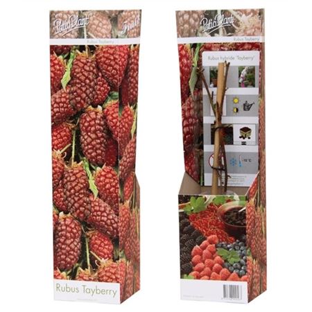 Rubus Tayberry
