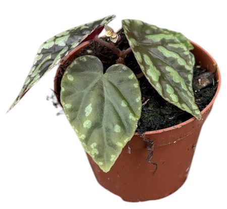Begonia Filiformis Irmsch