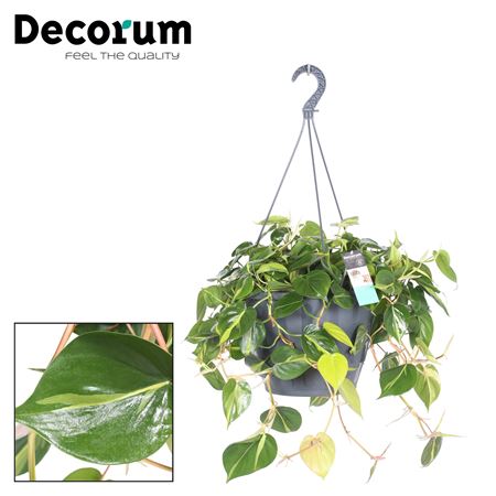 Philodendron Brasil Xxl Hanging Pot (decorum)