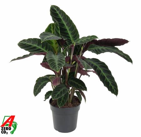 Calathea Warscewiczii