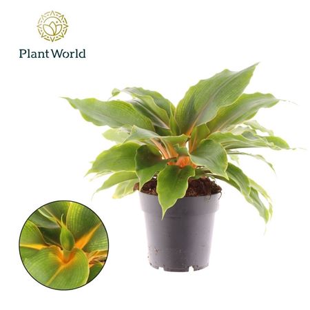 Chlorophytum Green Orange