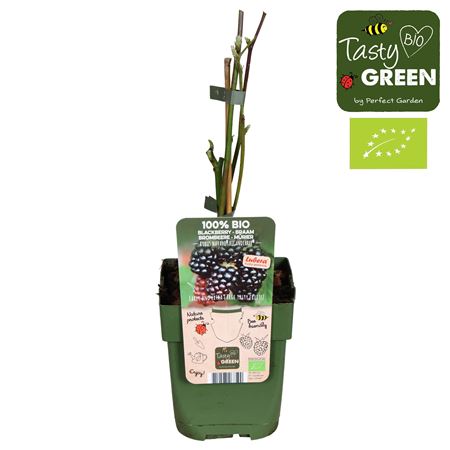 Рубус Навахо Bigandearly Биография