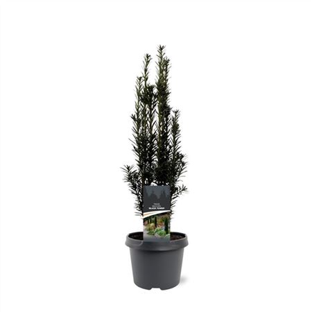 Taxus Bacc Black Tower