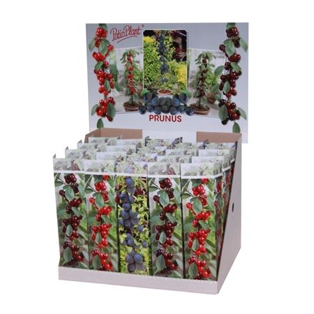 Prunus Mix