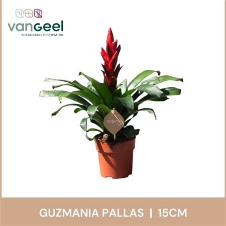 Guzmania Pallas