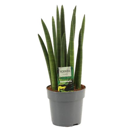 Sansevieria Cylindrica Rocket