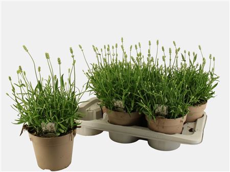 Lavandula Angustifolia 'aromance White'