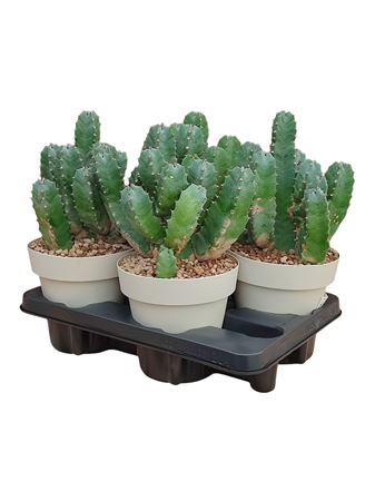 Euphorbia Resinifera