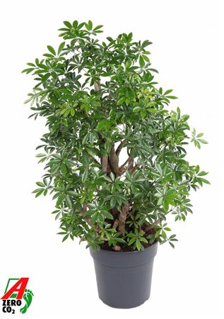 Schefflera Luseana