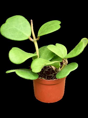 Hoya Kerrii (16/tray)