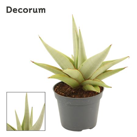 Sansevieria Chanin Crown (decorum)