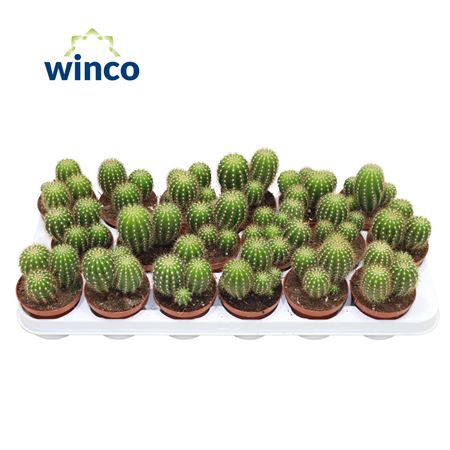Trichocereus Huascha Ssp. (group)